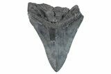 Bargain, Fossil Megalodon Tooth - South Carolina #275403-1
